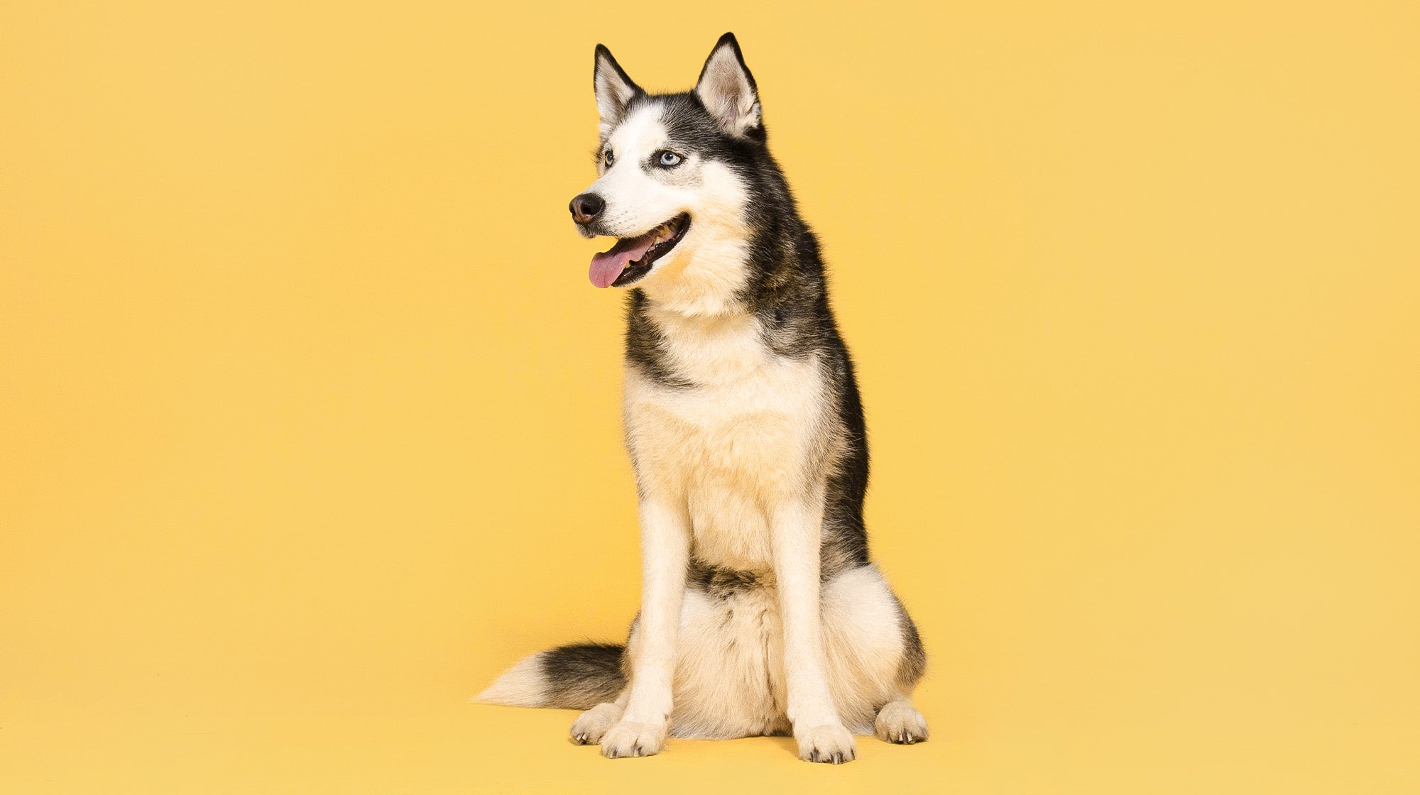 Why won’t my dog drink water?-Image 2