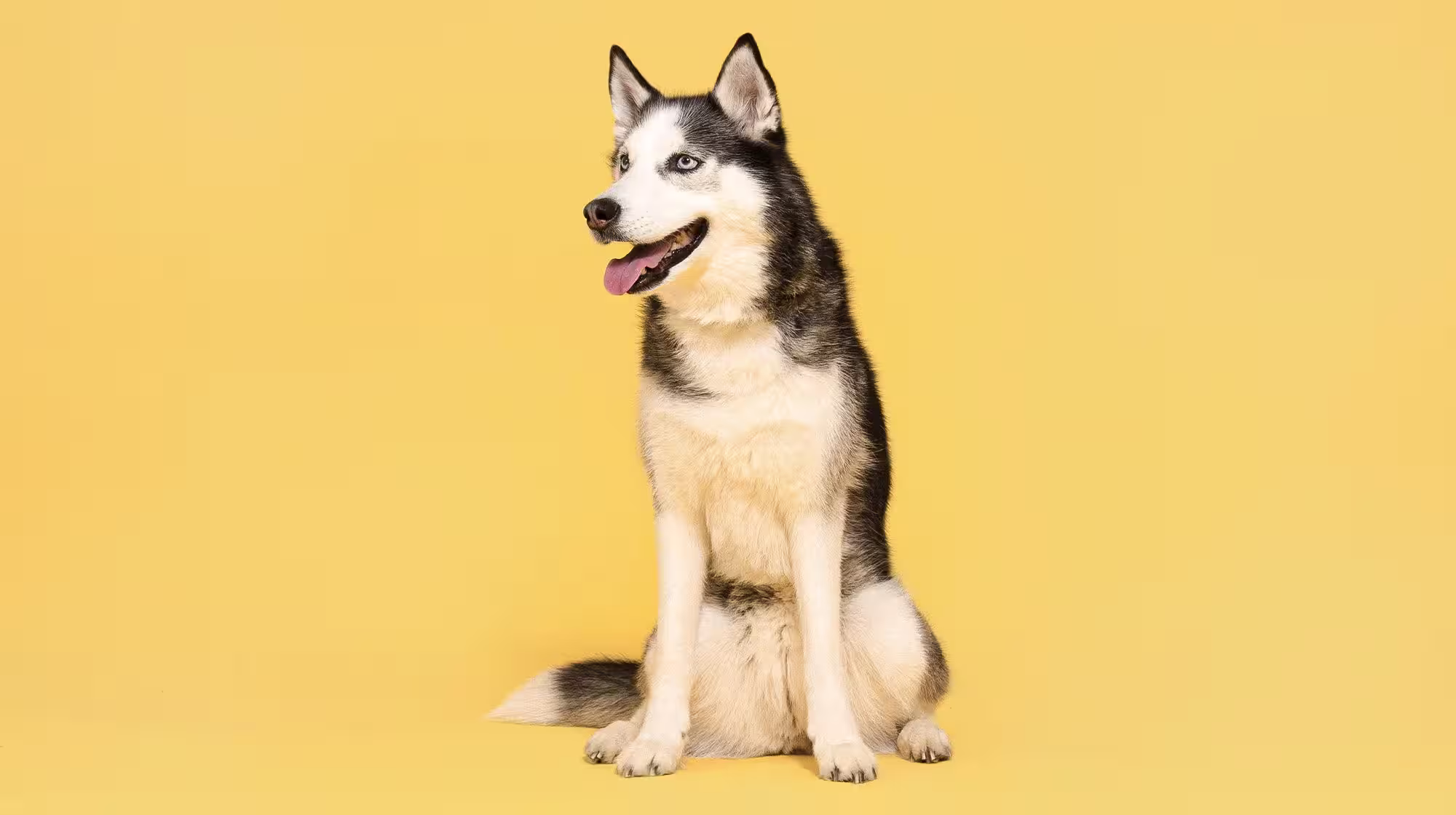 Why won’t my dog drink water?-Image 2