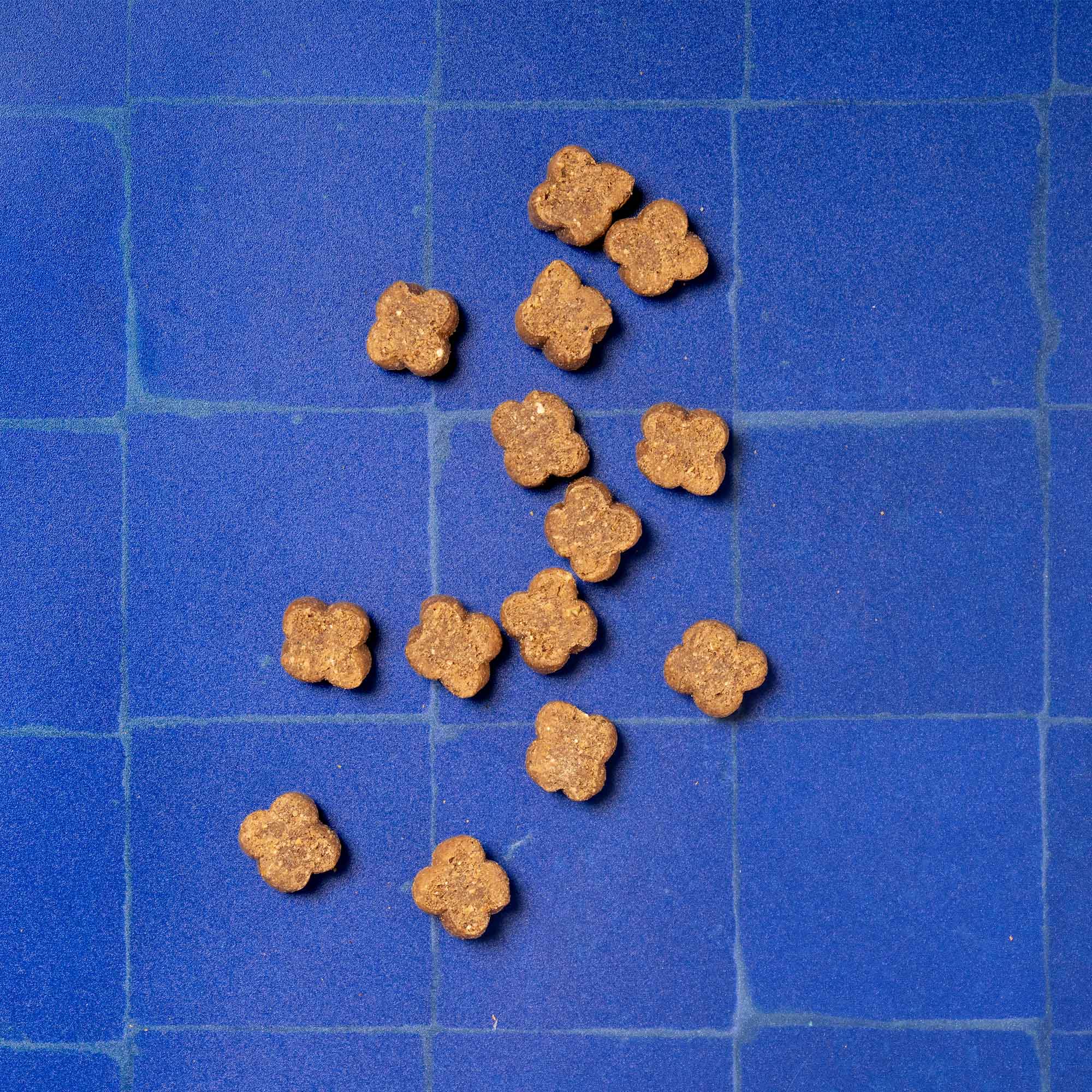 P&M PUMPKIN PATCH TOPDOWN TILE 72dpi