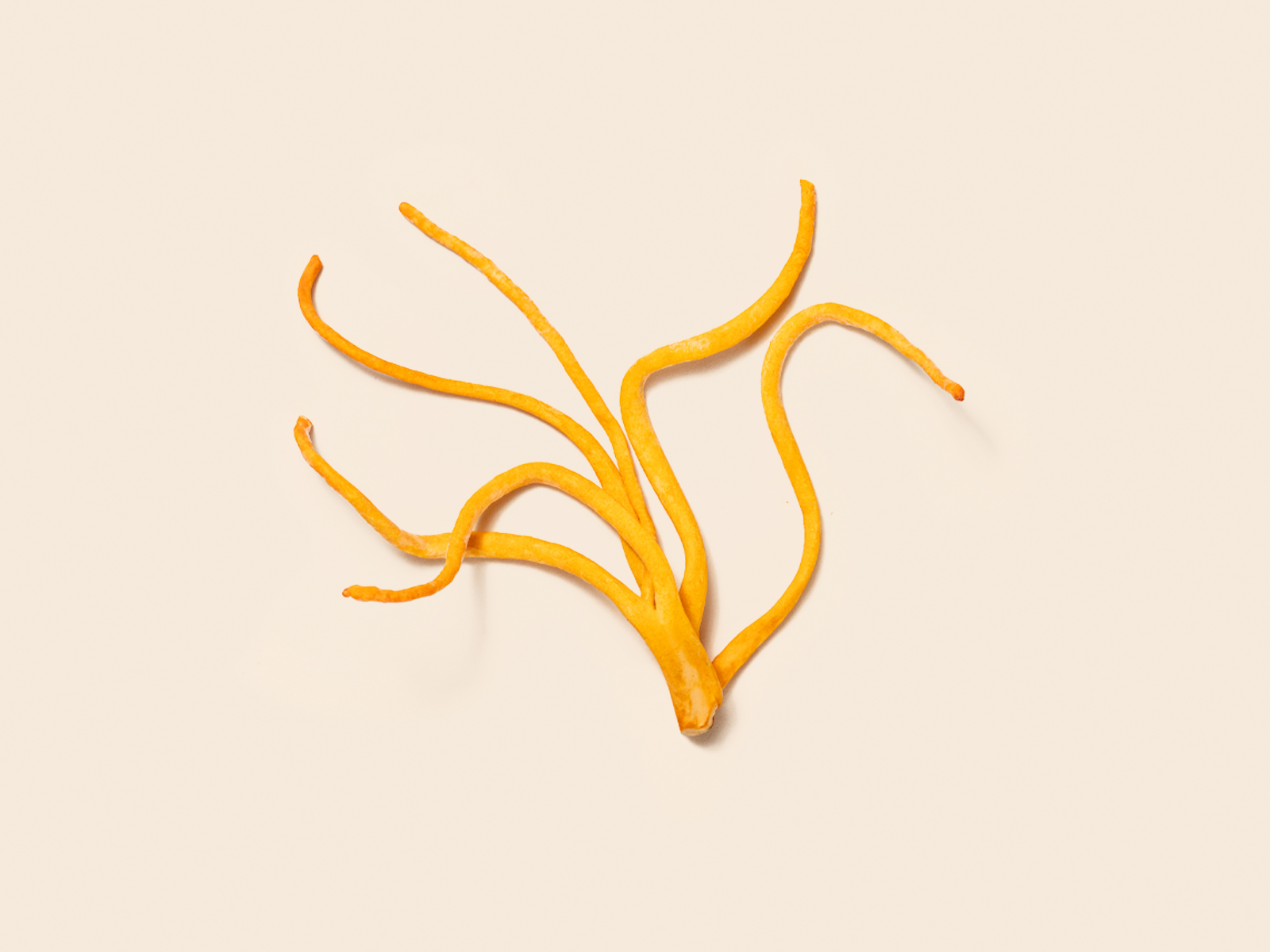 Cordyceps