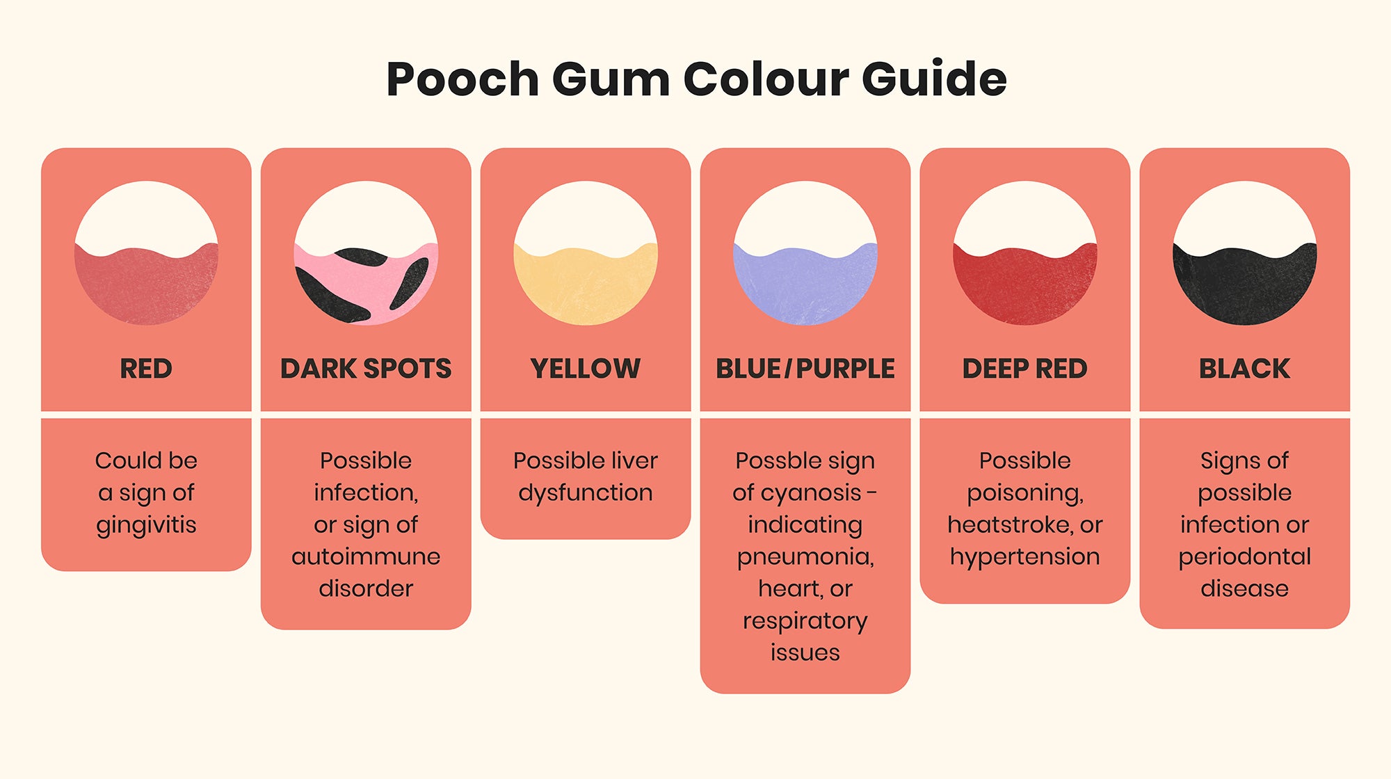 Bleeding gums in dogs: Common causes and when to worry-Image 5