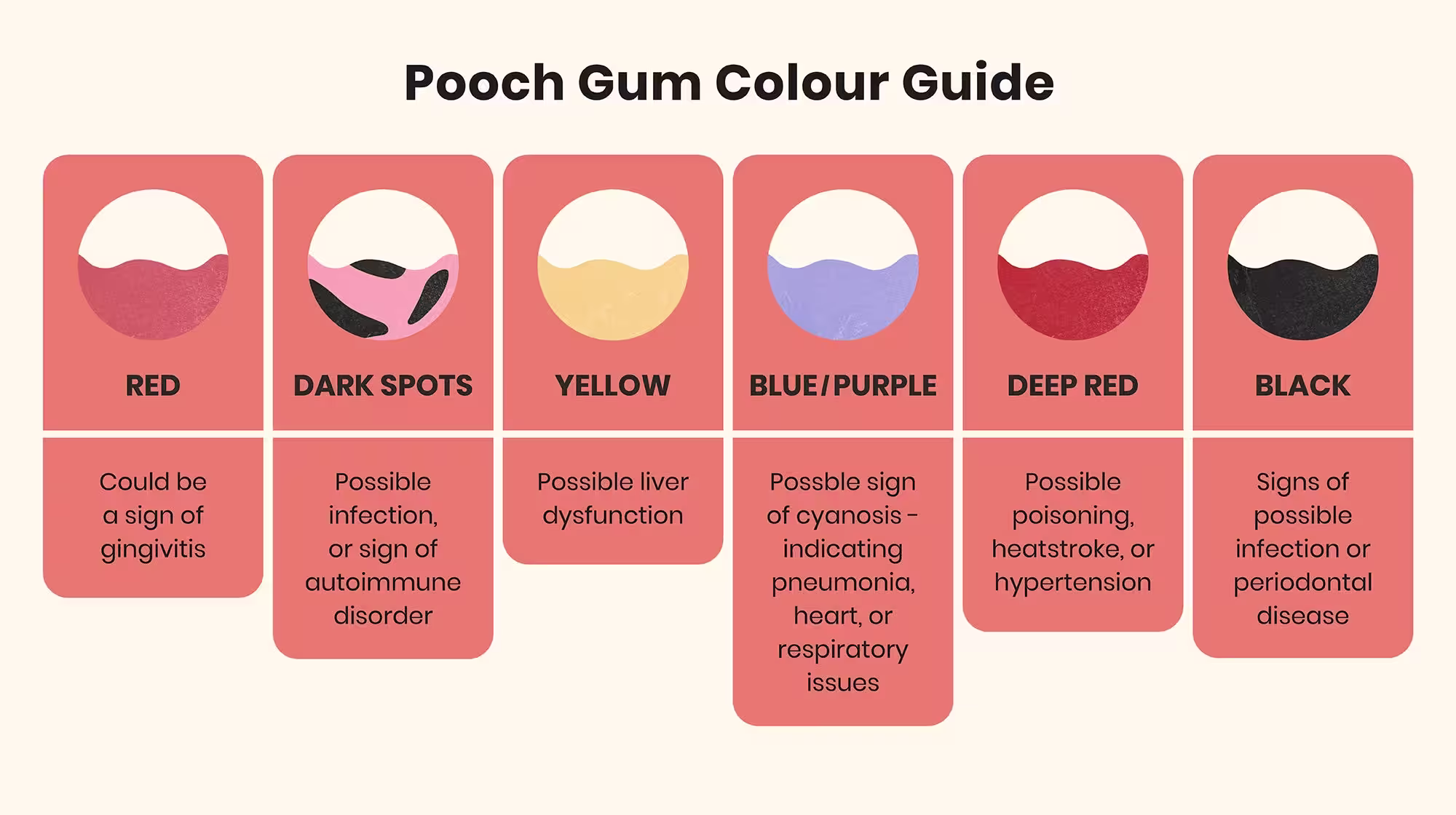 Bleeding gums in dogs: Common causes and when to worry-Image 5