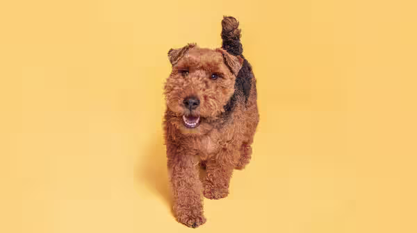 A golden and dark brown Welsh Terrier, walking along against a pale yellow background