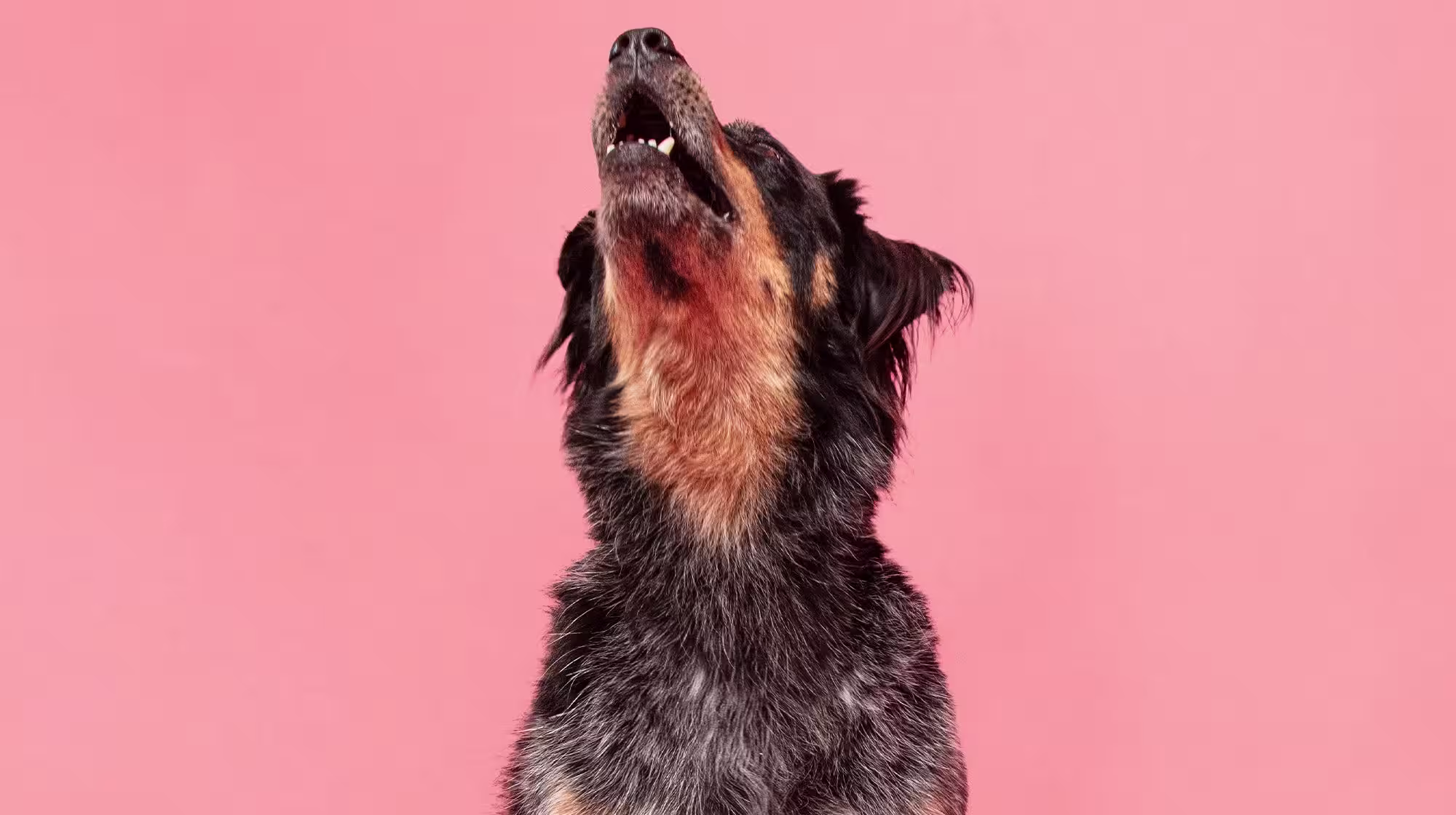 Jealousy in dogs: How to spot it and stop it-Image 1