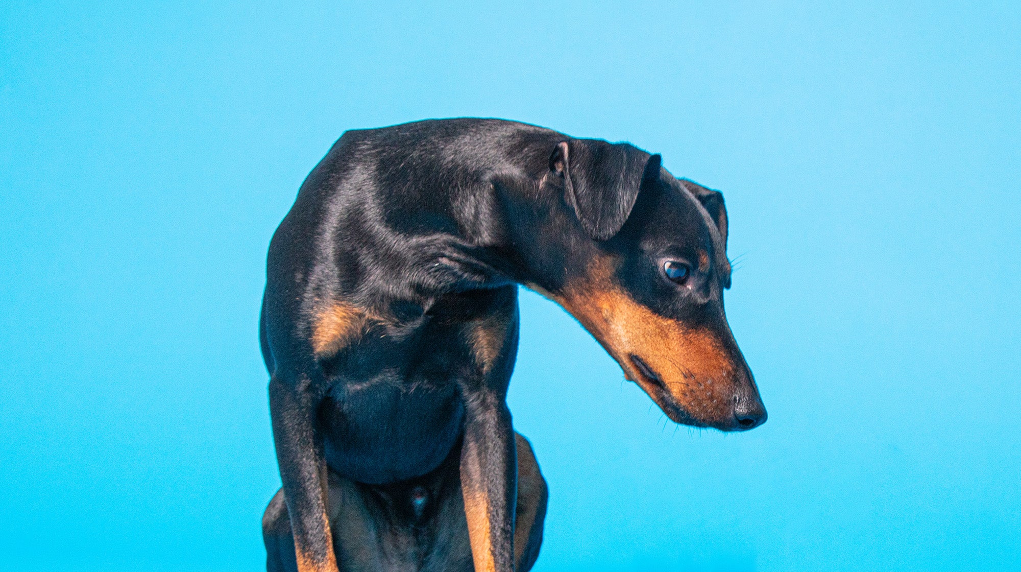 Urinary health in dogs:  Everything you need to know-Image 3