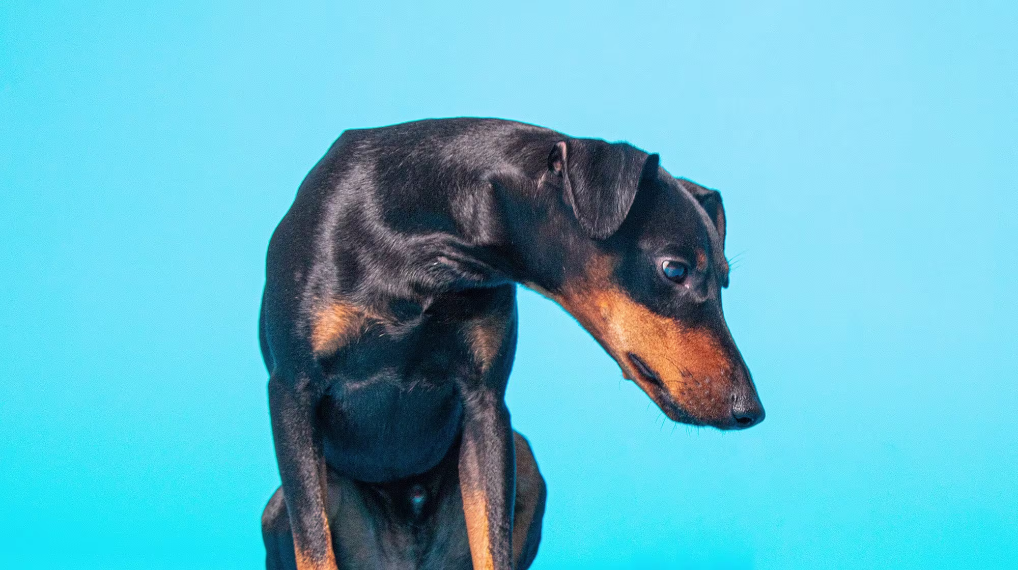 Urinary health in dogs: Everything you need to know-Image 3