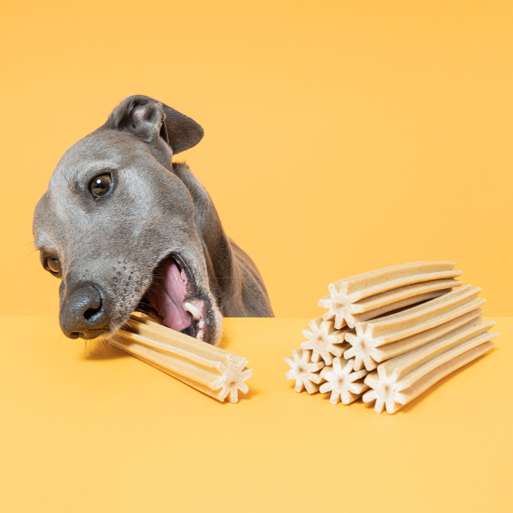 WEBSITE CHEESE DENTAL STICKS TREATS DENTAL STICKS PDP IMAGES 4