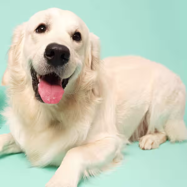 3 key nutrients your active dog needs in their diet-Image 1