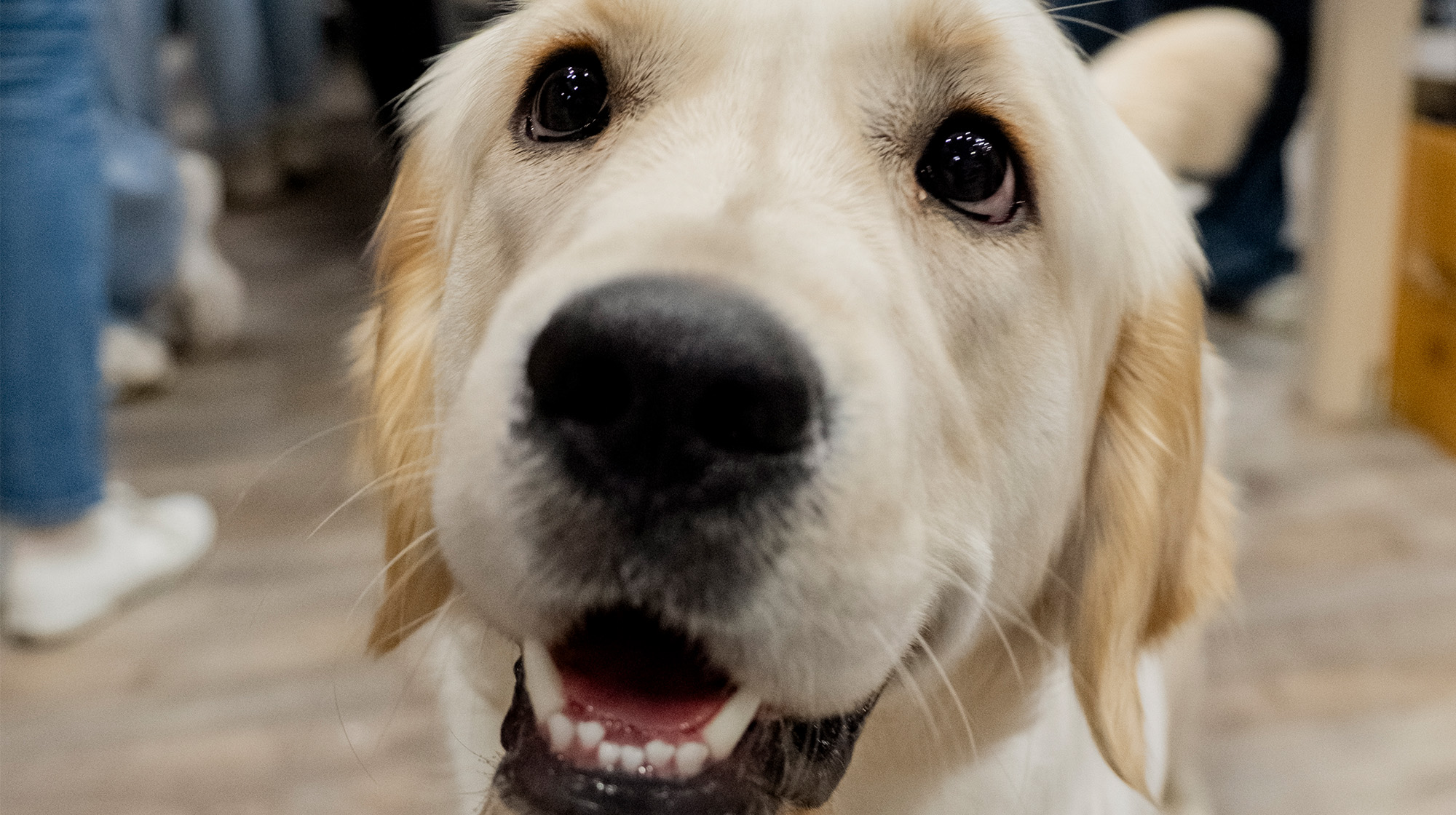 P-26M BLOG CRUFTS POST-CRUFTS 5