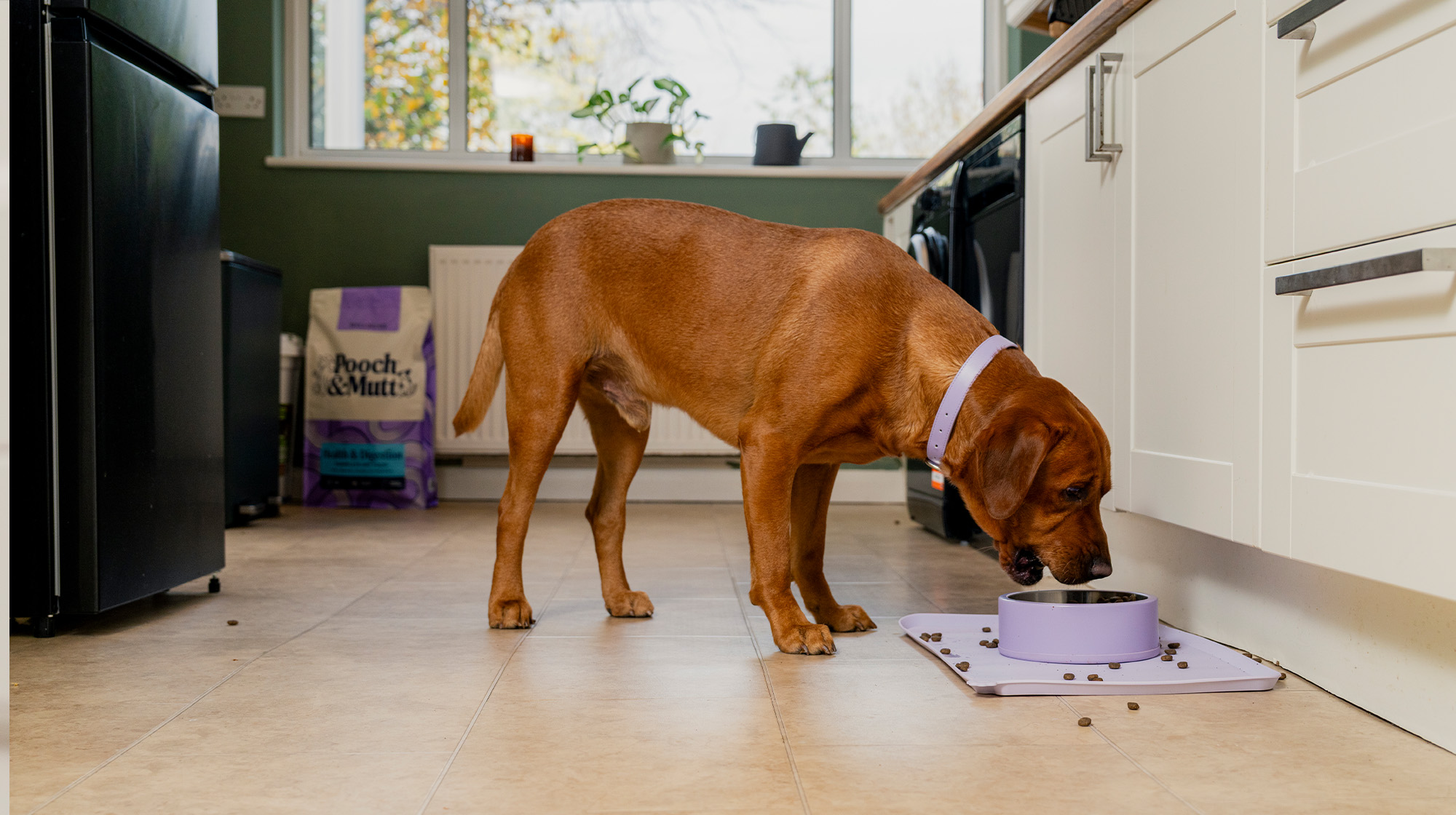 An auburn dog eats dry food from a purple dog food bowl on the floor.