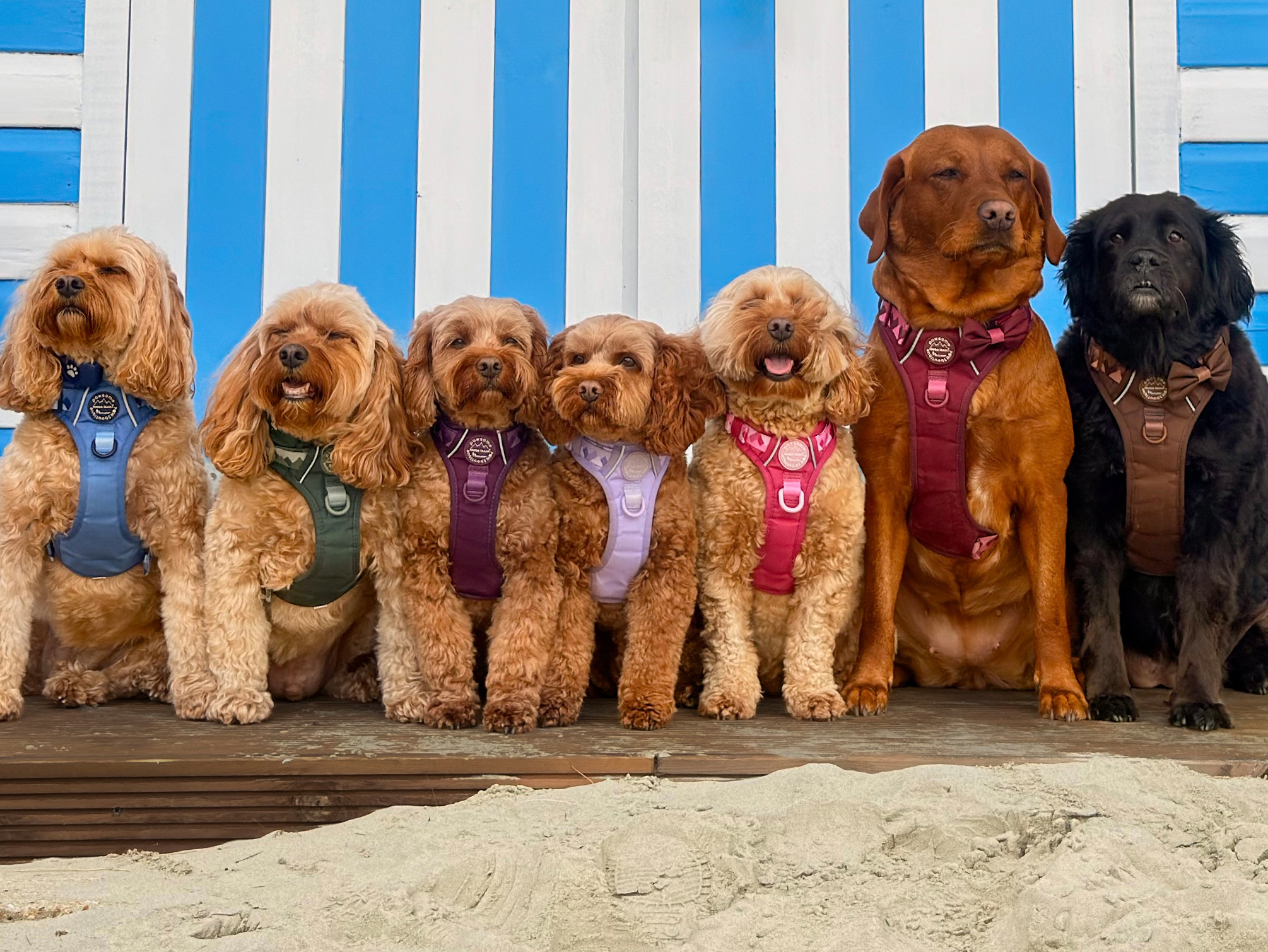 AFFILIATES COMPETITION PAWSOME BOUTIQUE LANDING PAGE BOTTOM IMAGE