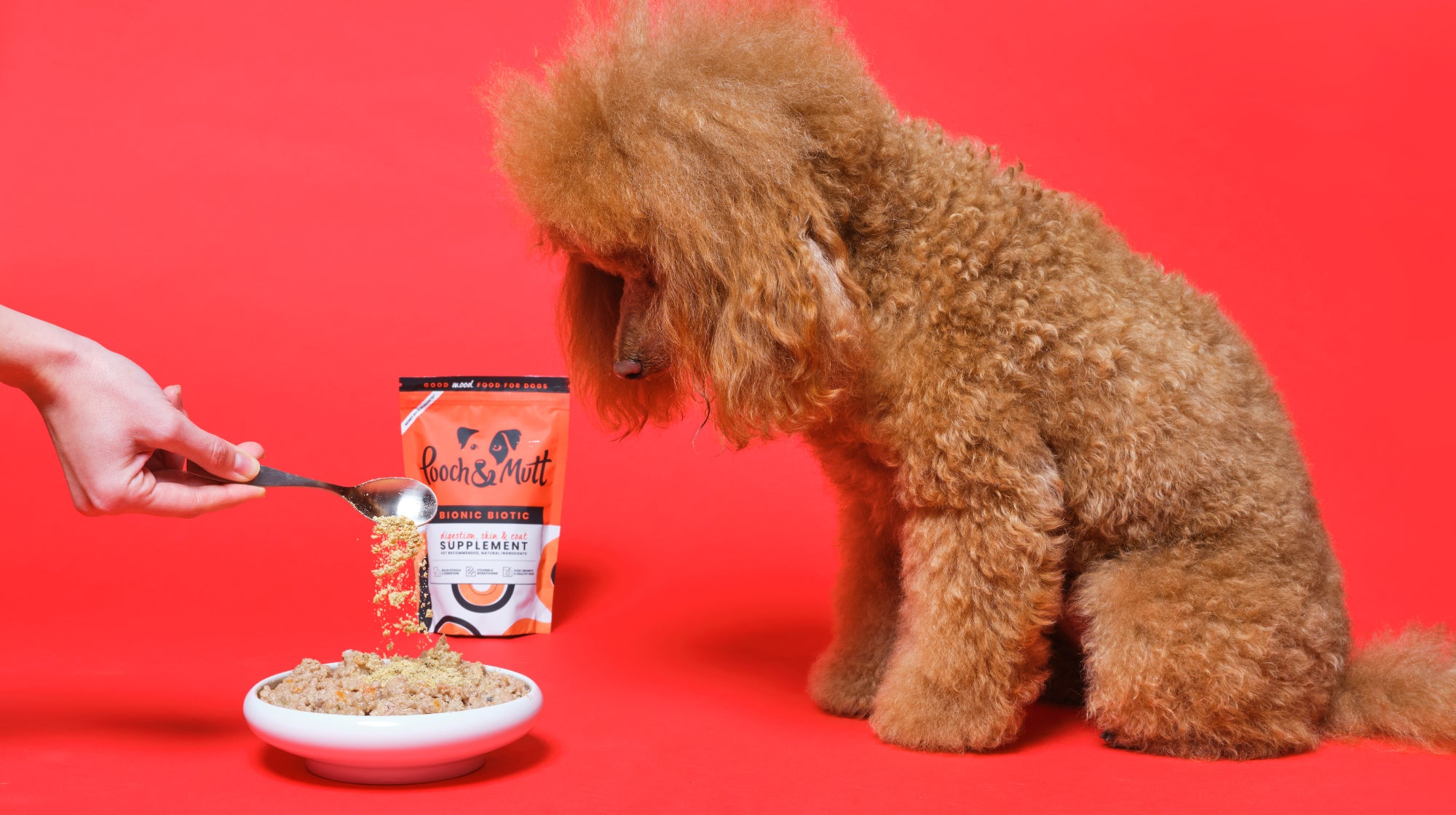 probiotic supplement for dog