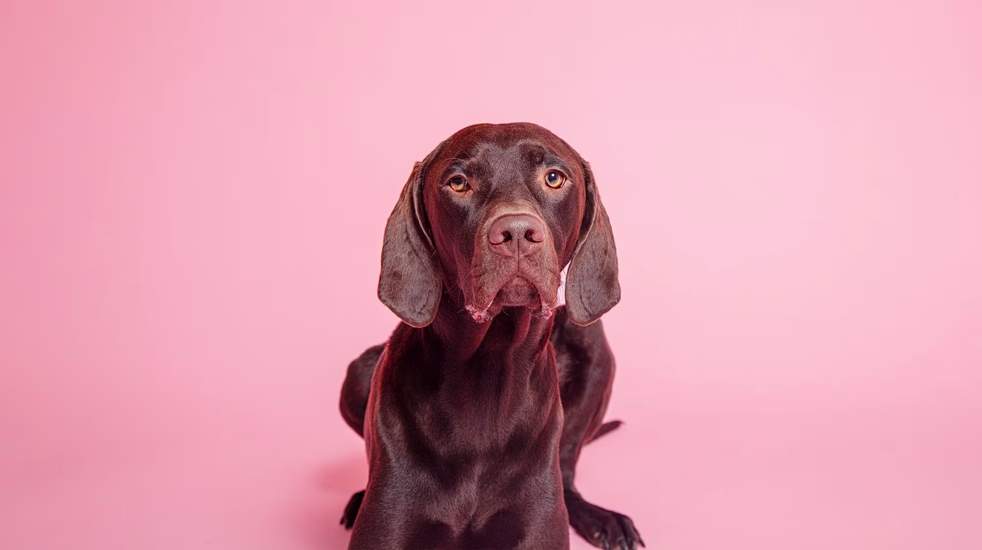 Phantom pregnancy in dogs: Symptoms and causes-Image 1