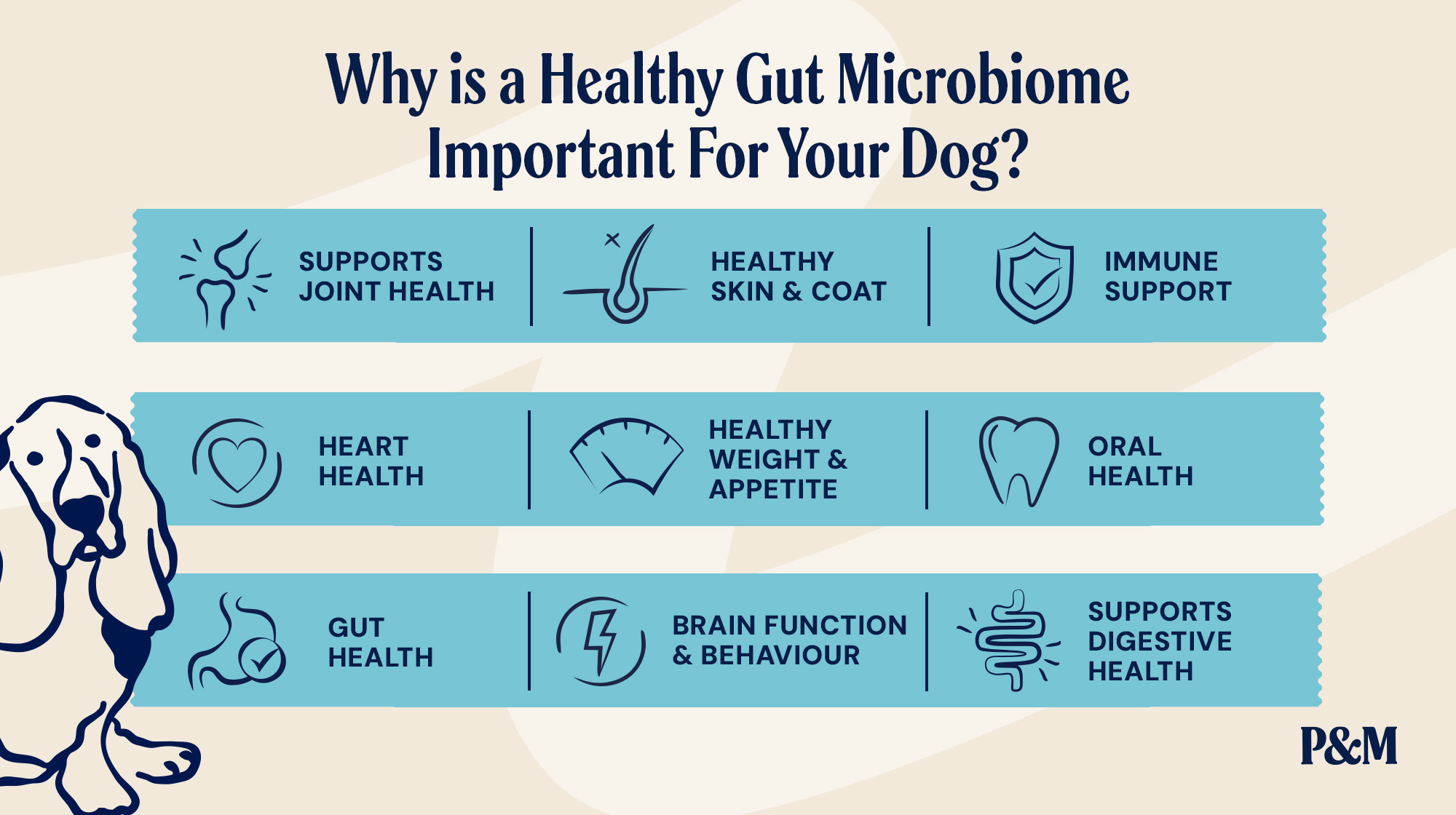 P&M BLOG INFOGRAPHIC IMPORTANT HEALTHY GUT MICROBIOME (1)
