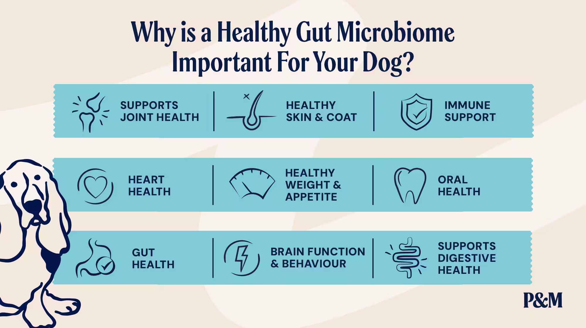 P&M BLOG INFOGRAPHIC IMPORTANT HEALTHY GUT MICROBIOME (1)
