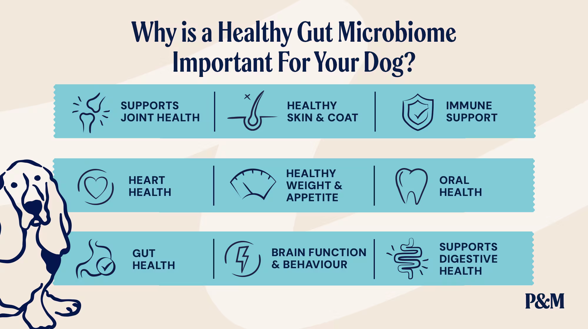 P&M BLOG INFOGRAPHIC IMPORTANT HEALTHY GUT MICROBIOME (1)