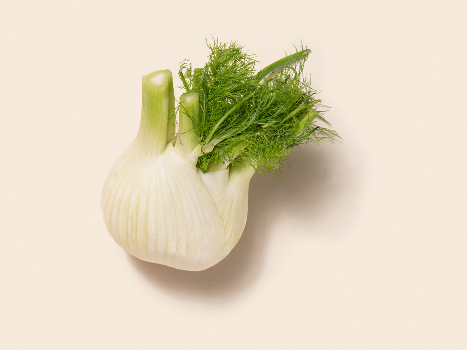 Fennel