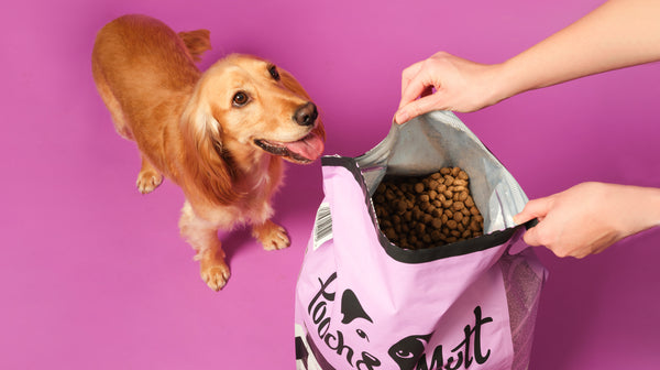 Wet dog food vs dry dog food: What’s best?-Image 3