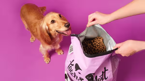 Wet dog food vs dry dog food: What’s best?-Image 3