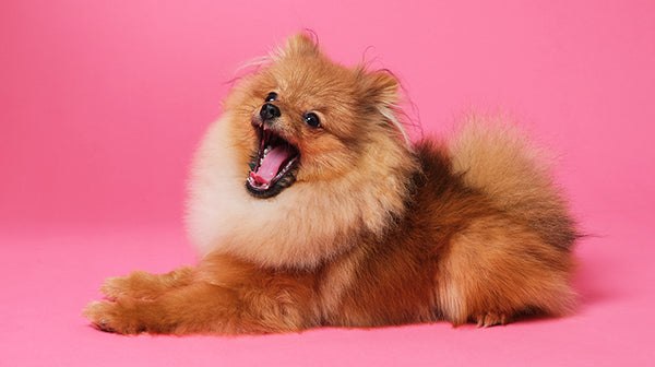 Tips for preventing separation anxiety in your puppy-Image 1