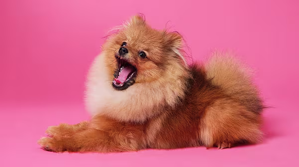 Tips for preventing separation anxiety in your puppy-Image 1