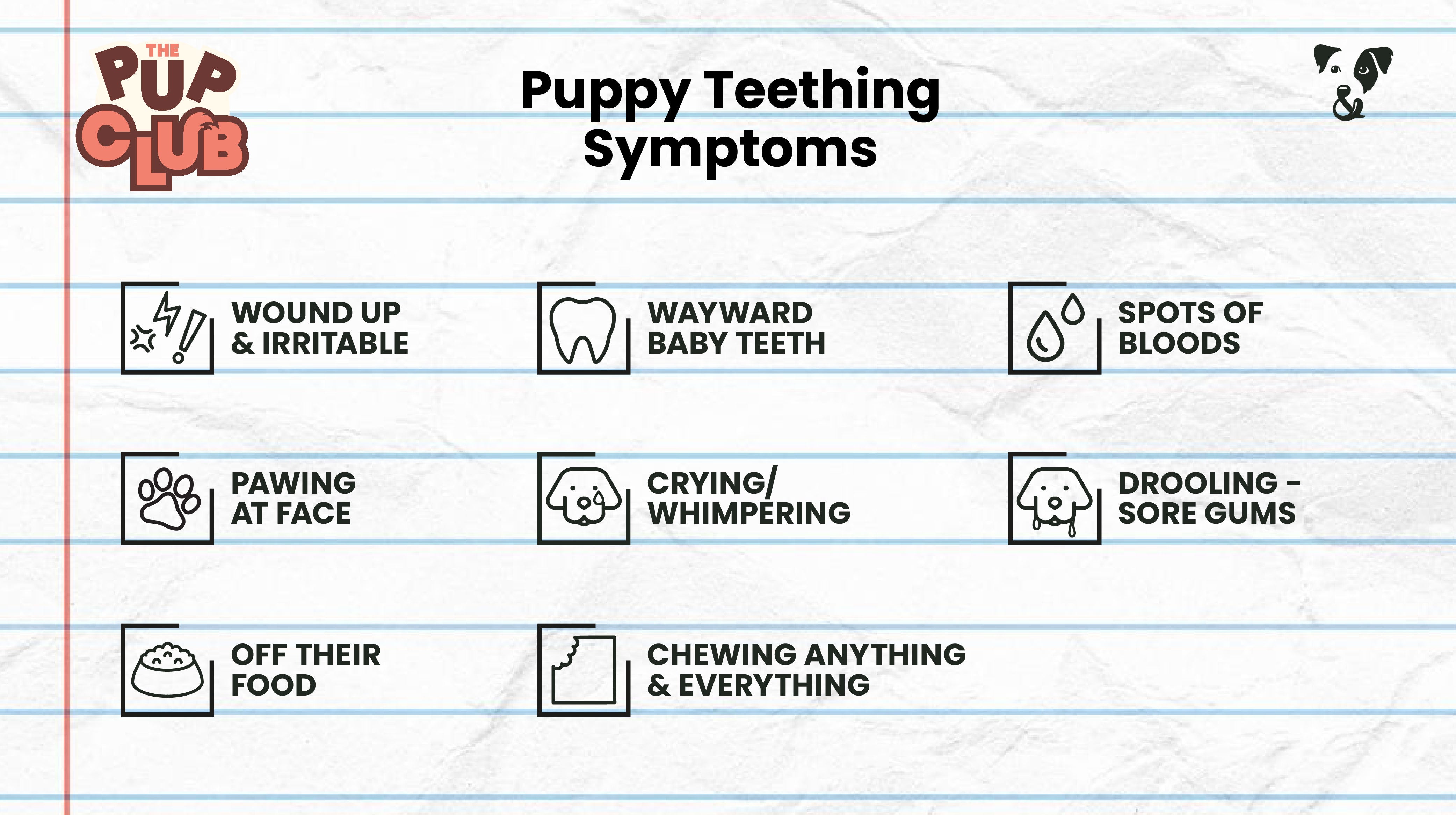 How to help a teething puppy-Image 2