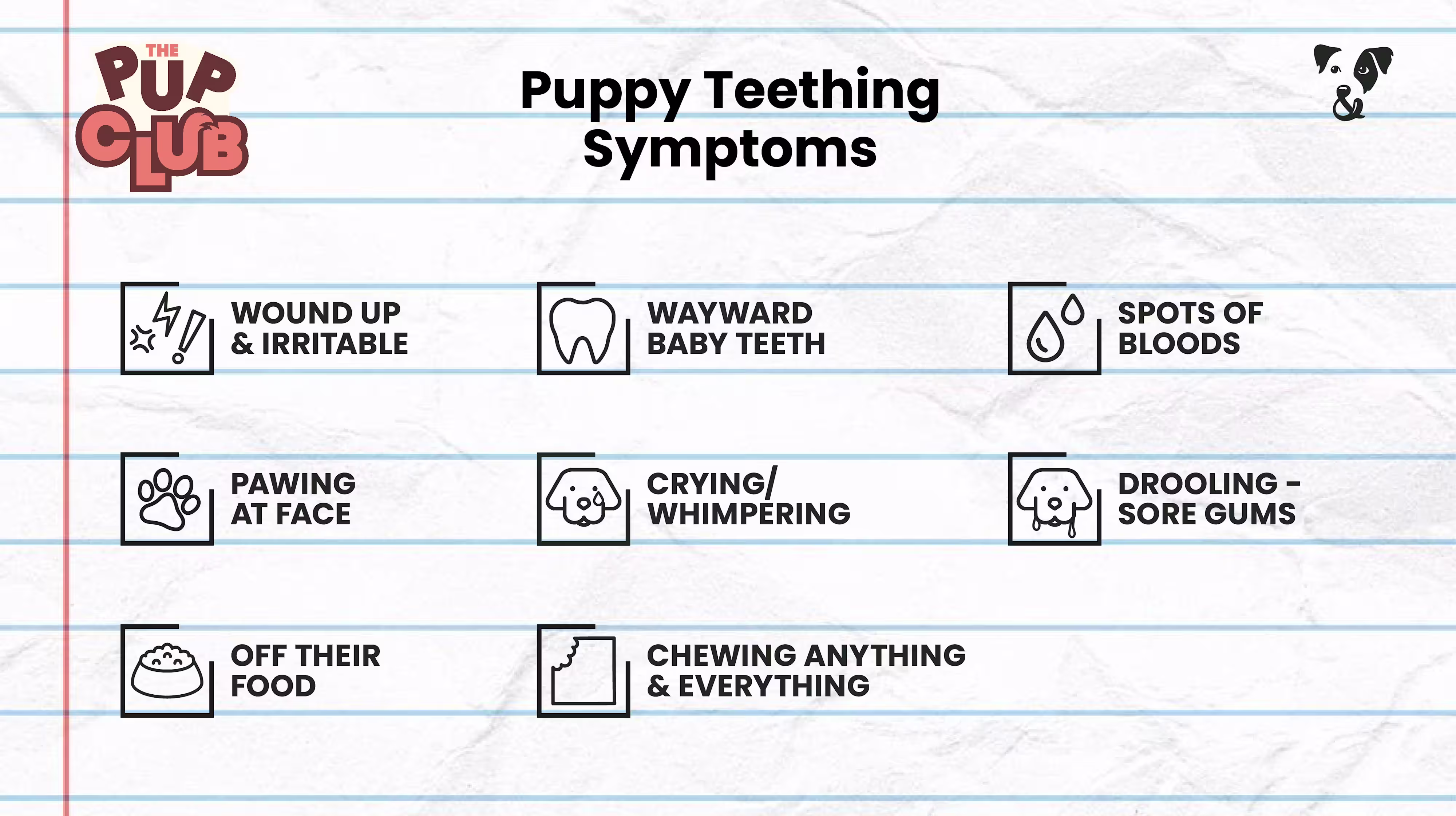 How to help a teething puppy-Image 2