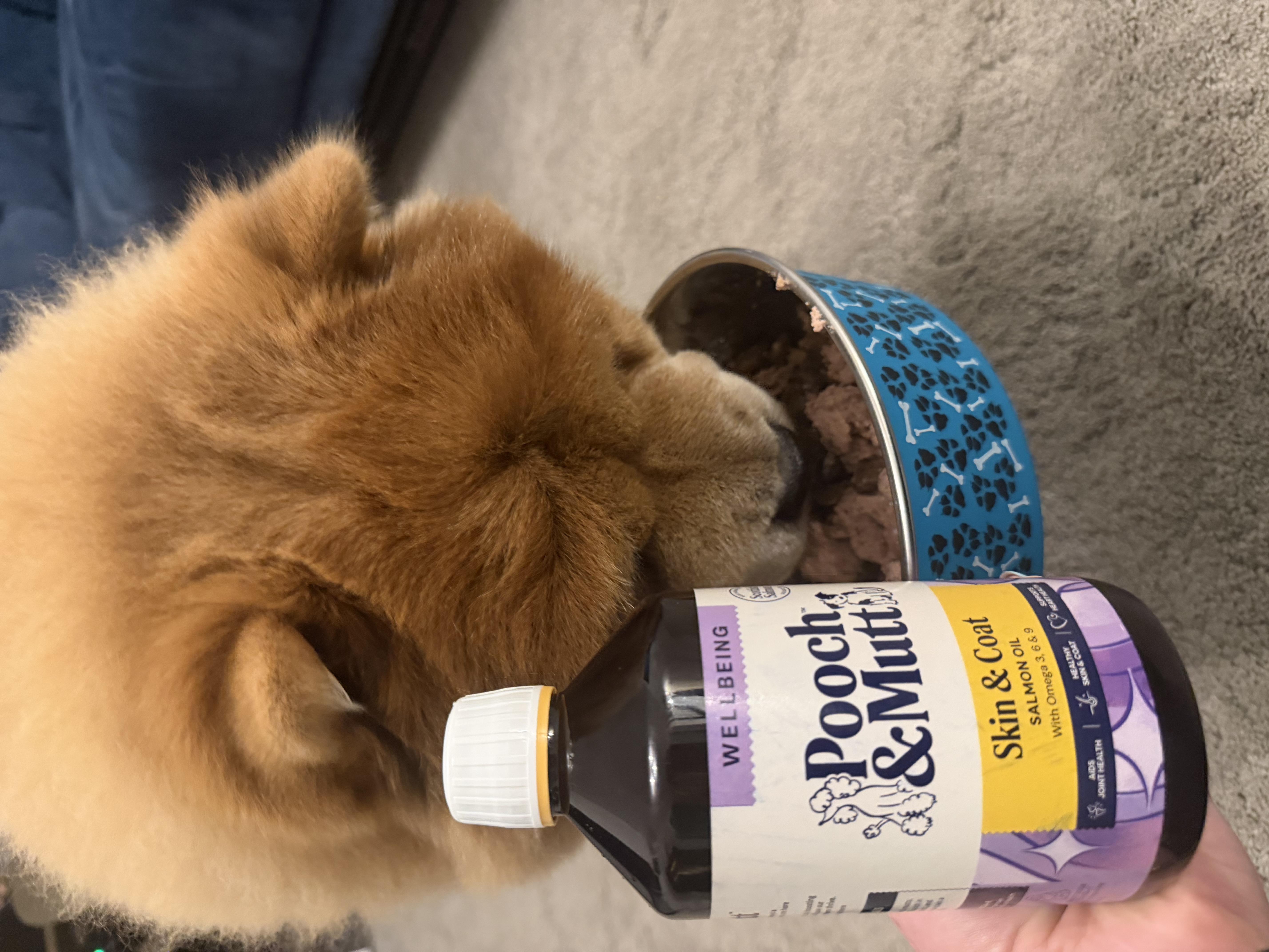 Fluffy brown dog eating from a blue bowl beside a bottle of Pooch & Mutt Skin & Coat salmon oil supplement.