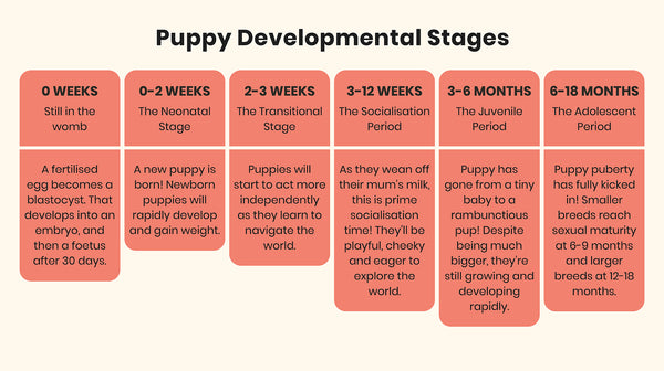 A puppy’s developmental stages-Image 1