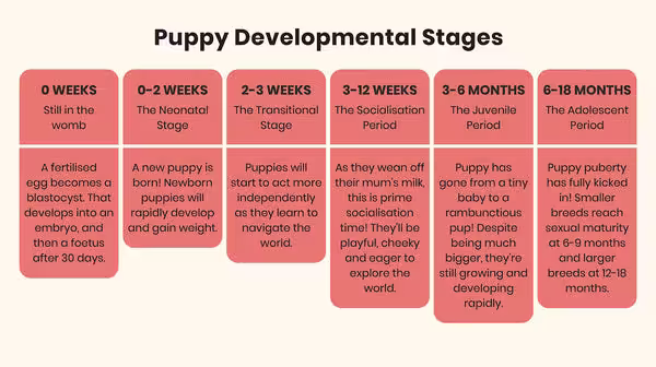 A puppy’s developmental stages-Image 1