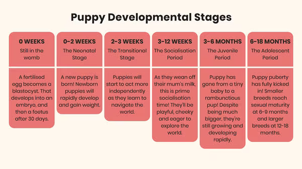 A puppy’s developmental stages-Image 1