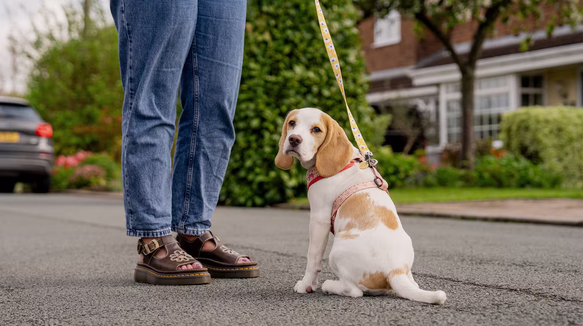 BLOG GUT HEALTH 2.0 PUPPY GUT HEALTH BODY IMAGE 2