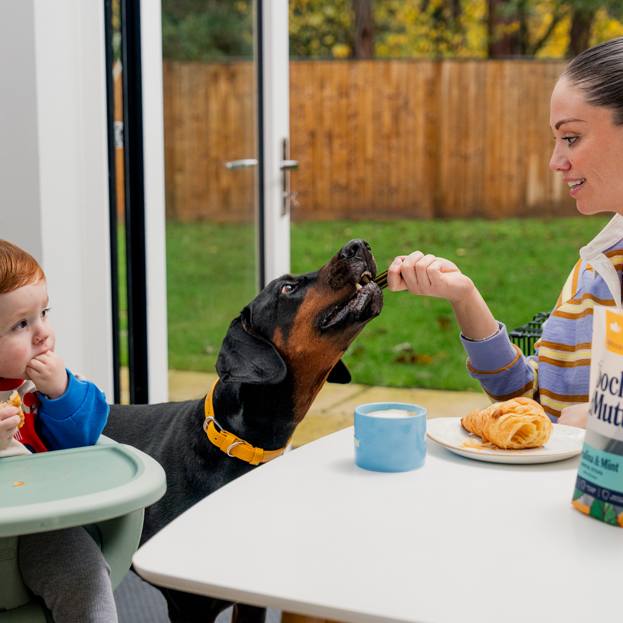 Superfood Dental Sticks For Dogs DSSUPER 1 lifestyle