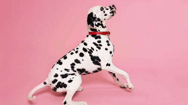 HUA vs LUA in Dalmatians: Everything you should know-Image 1