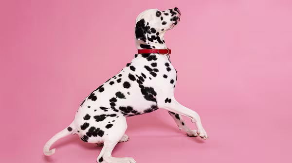 HUA vs LUA in Dalmatians: Everything you should know-Image 1