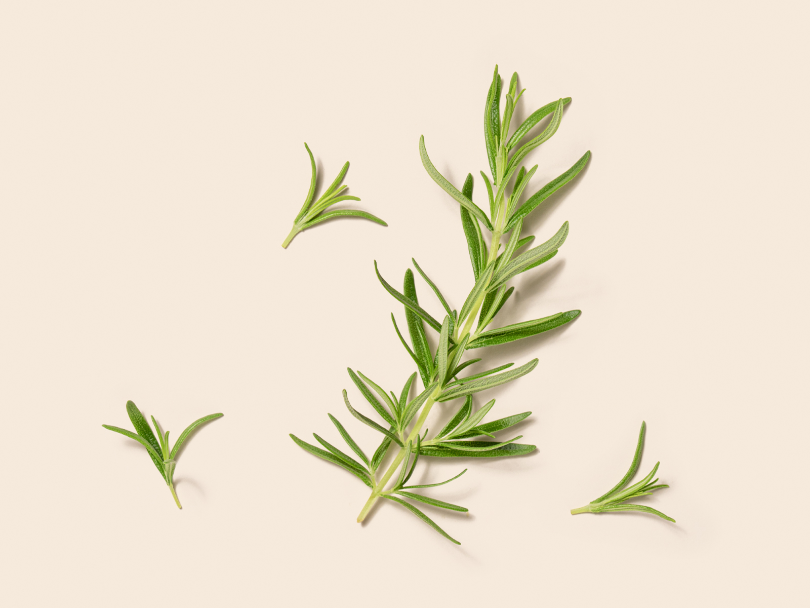 Rosemary