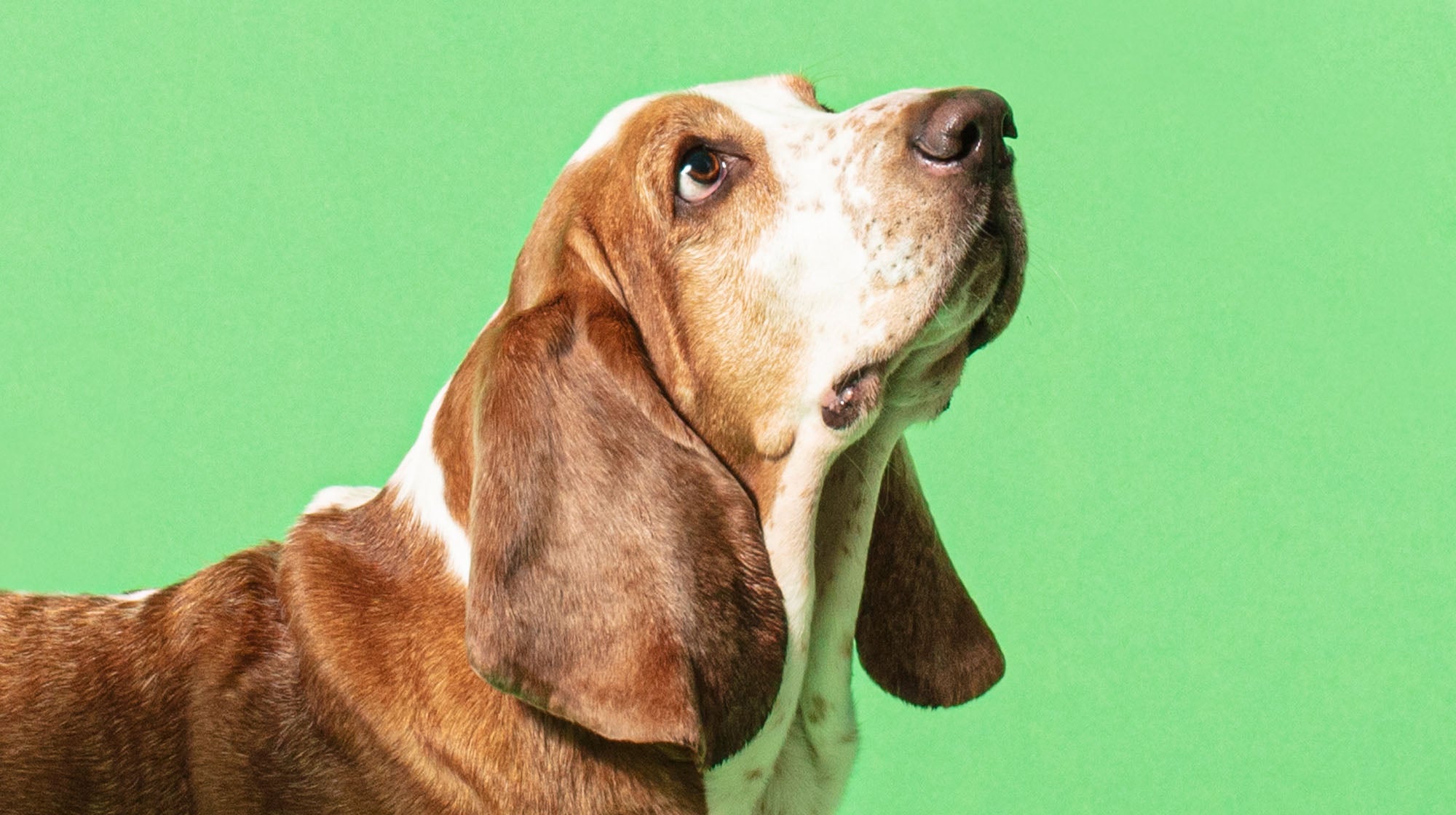 Blue-green algae: Why is it a danger to dogs?-Image 1