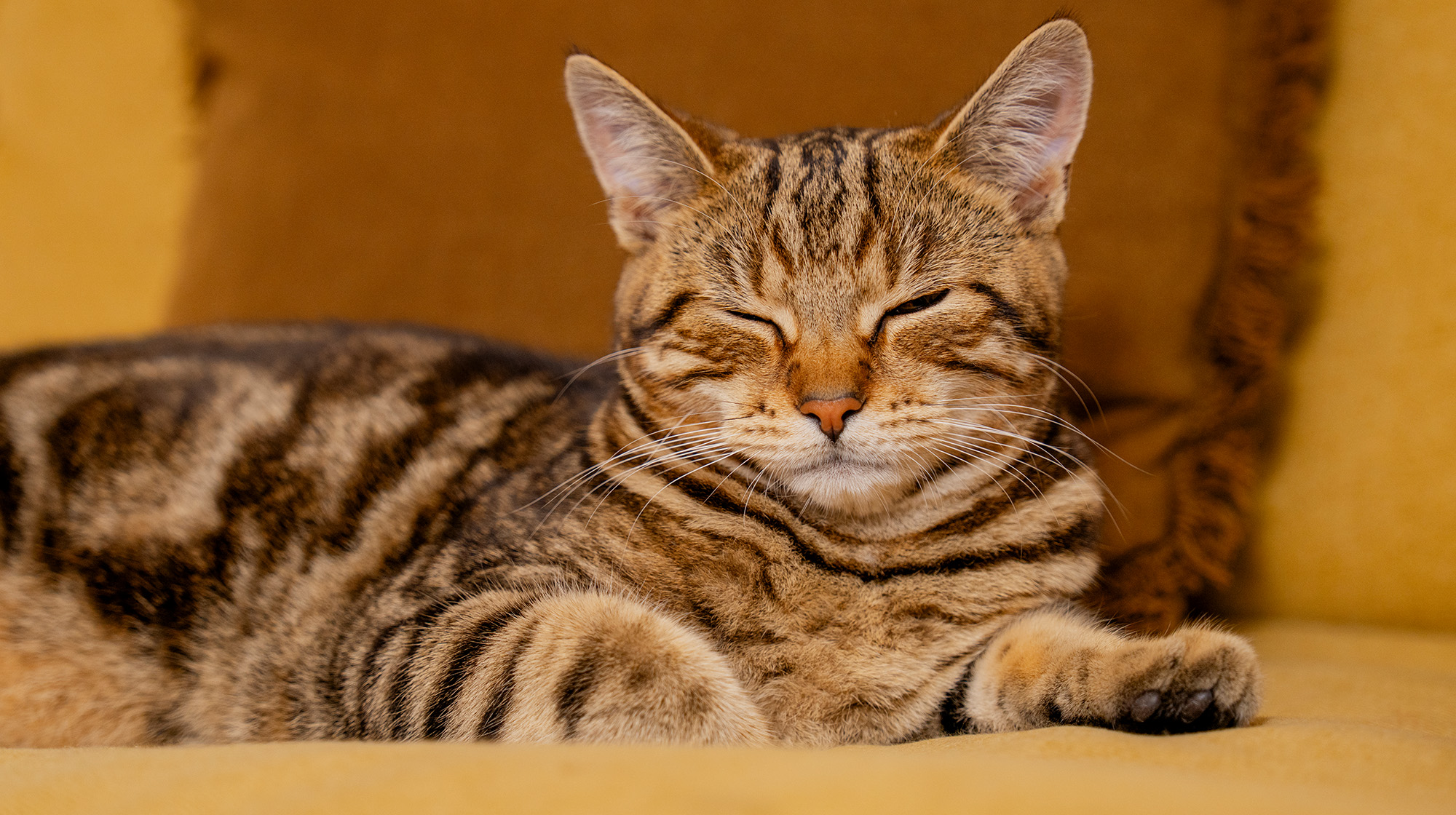 BLOG WHY DO CATS SLEEP SO MUCH BODY IMAGE 1