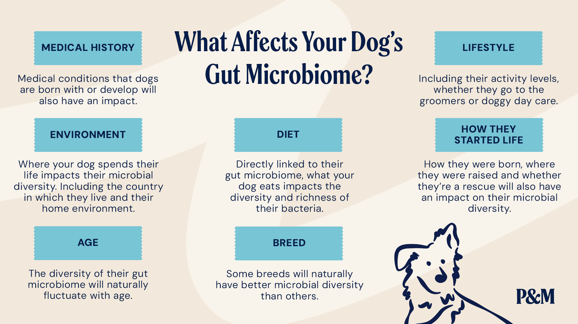 P&M BLOG INFOGRAPHIC WHAT IMPACTS DIVERSITY IN DOGS GUT MICROBIOME.psd