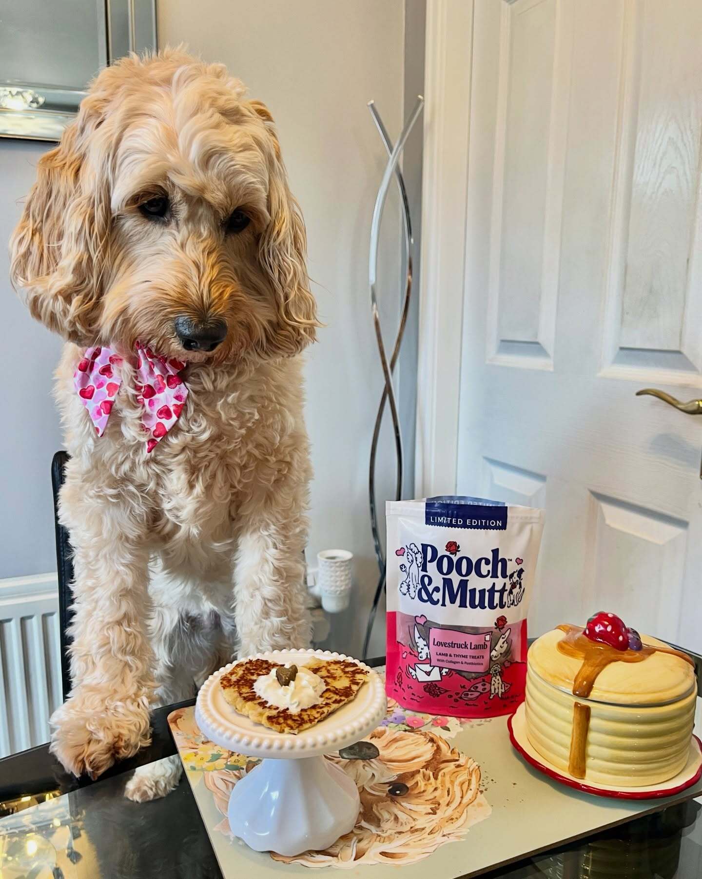 bellathecockapoo2022-pancake