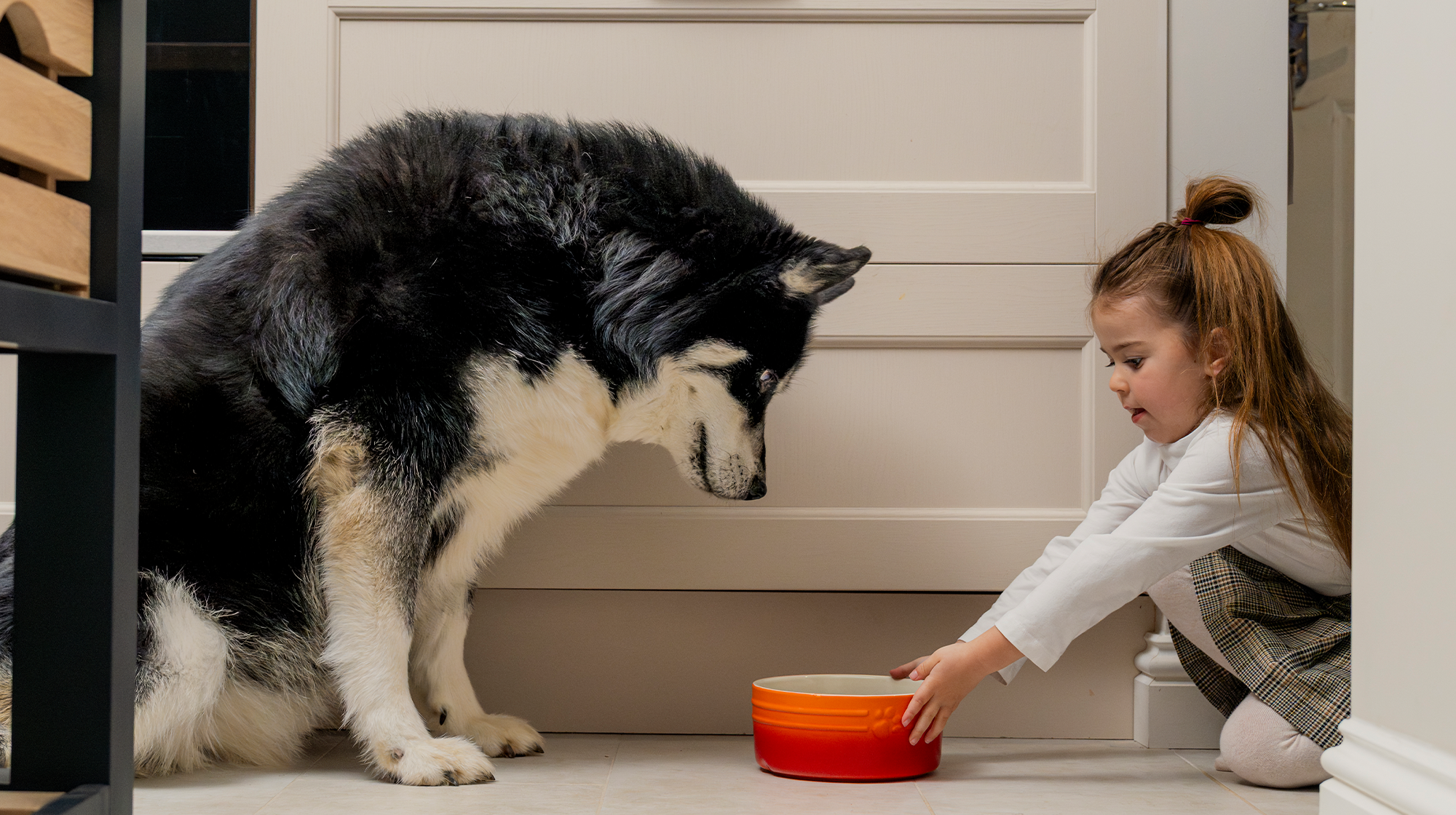A little girl pushing an orange dog food bowl towards a big, Siberian Husky. 