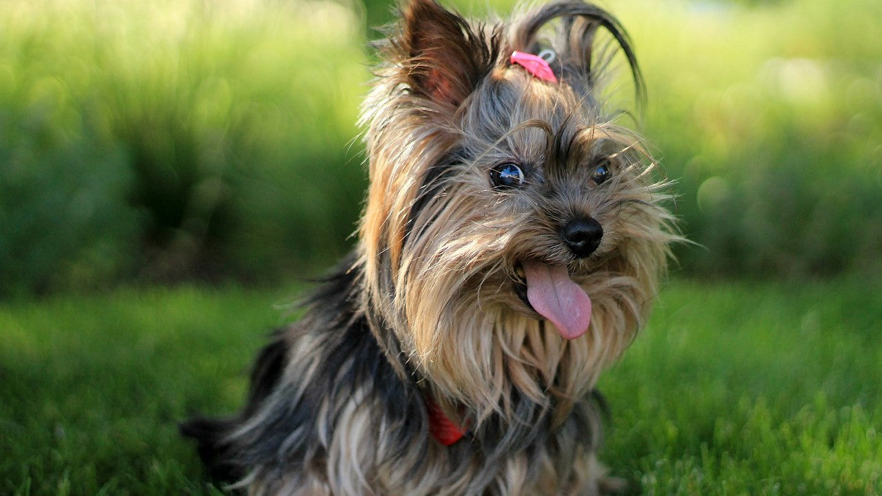 Yorkshire terrier