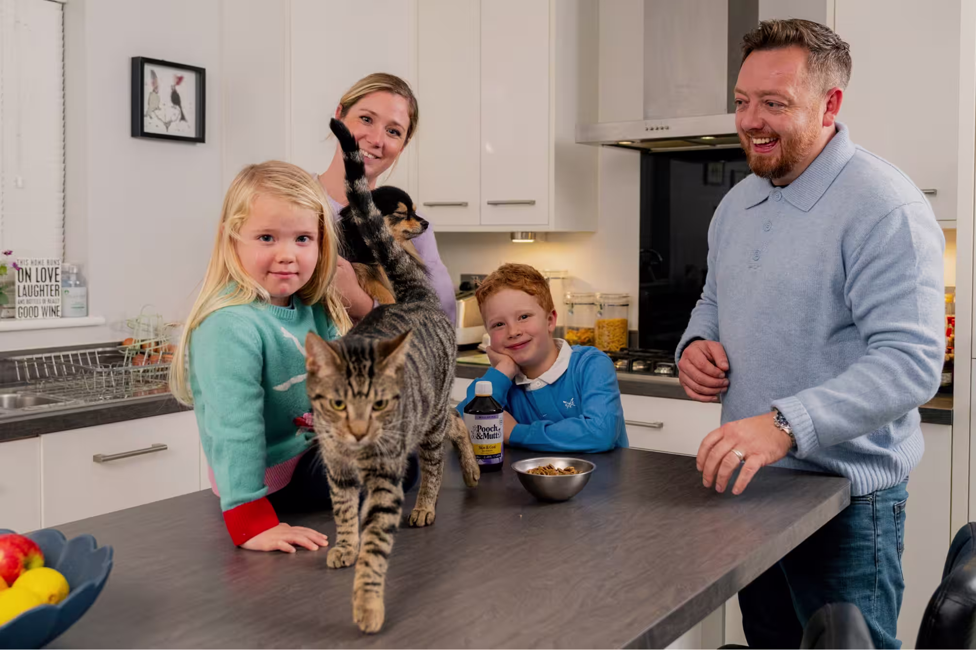 Cat Food collection banner