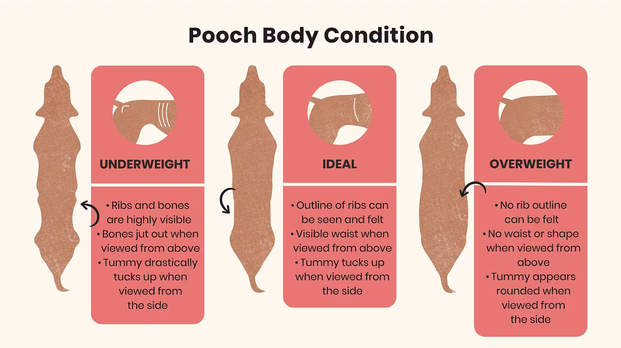 Weight issues in dogs: How your dog’s gut microbiome could be to blame-Image 6
