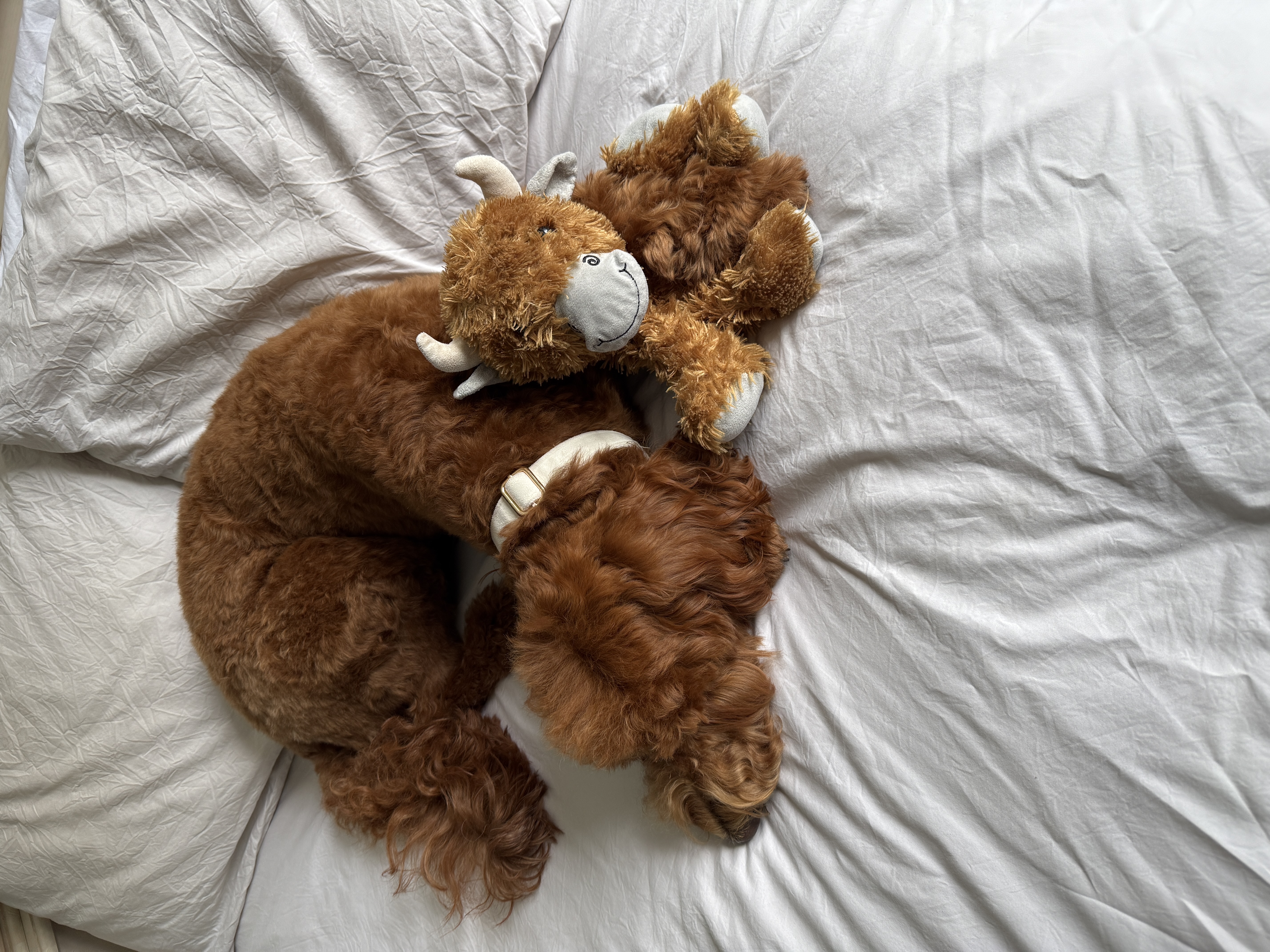 IMG 2187 - Charlotte Louise