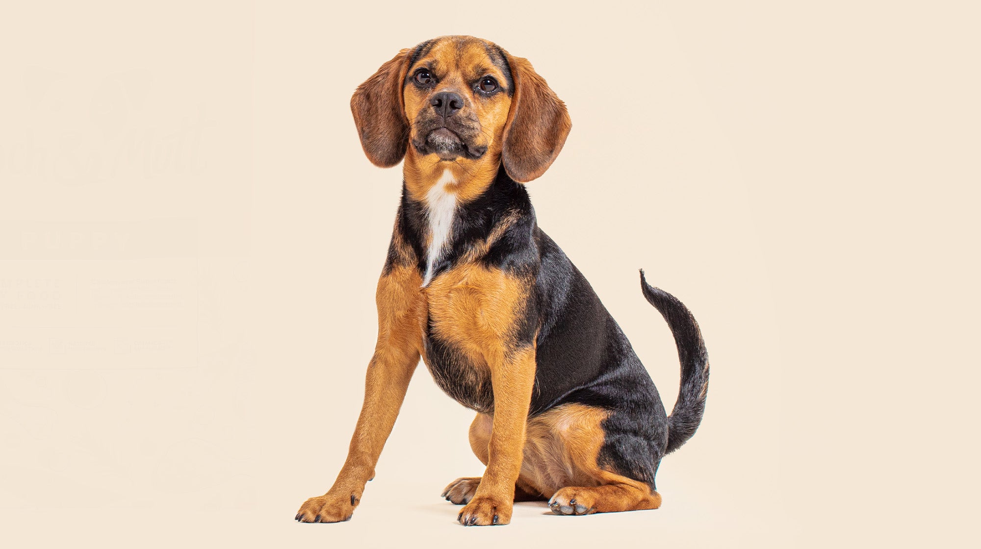 Is Collagen good for dogs?-Image 2