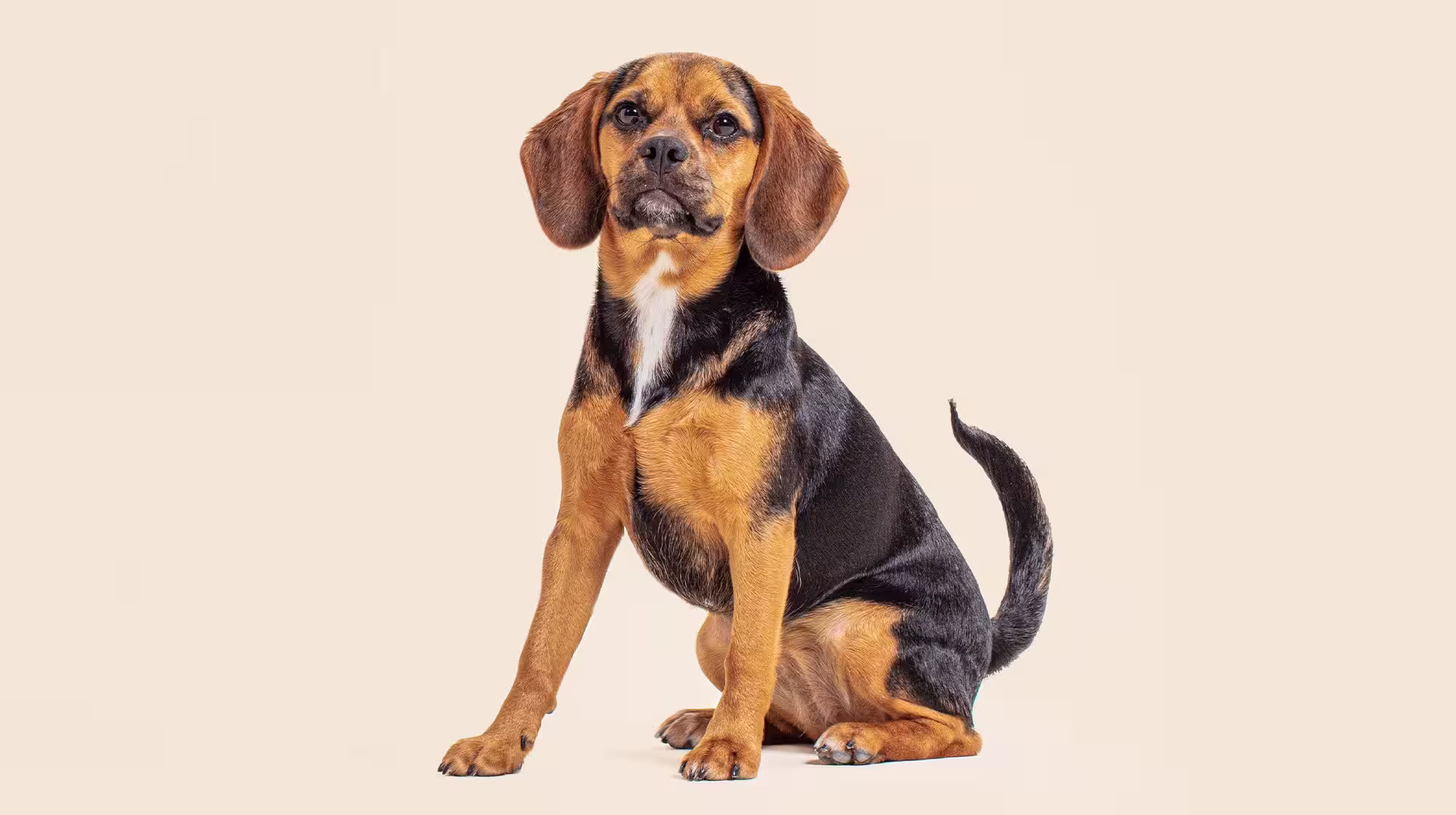 Is Collagen good for dogs?-Image 2