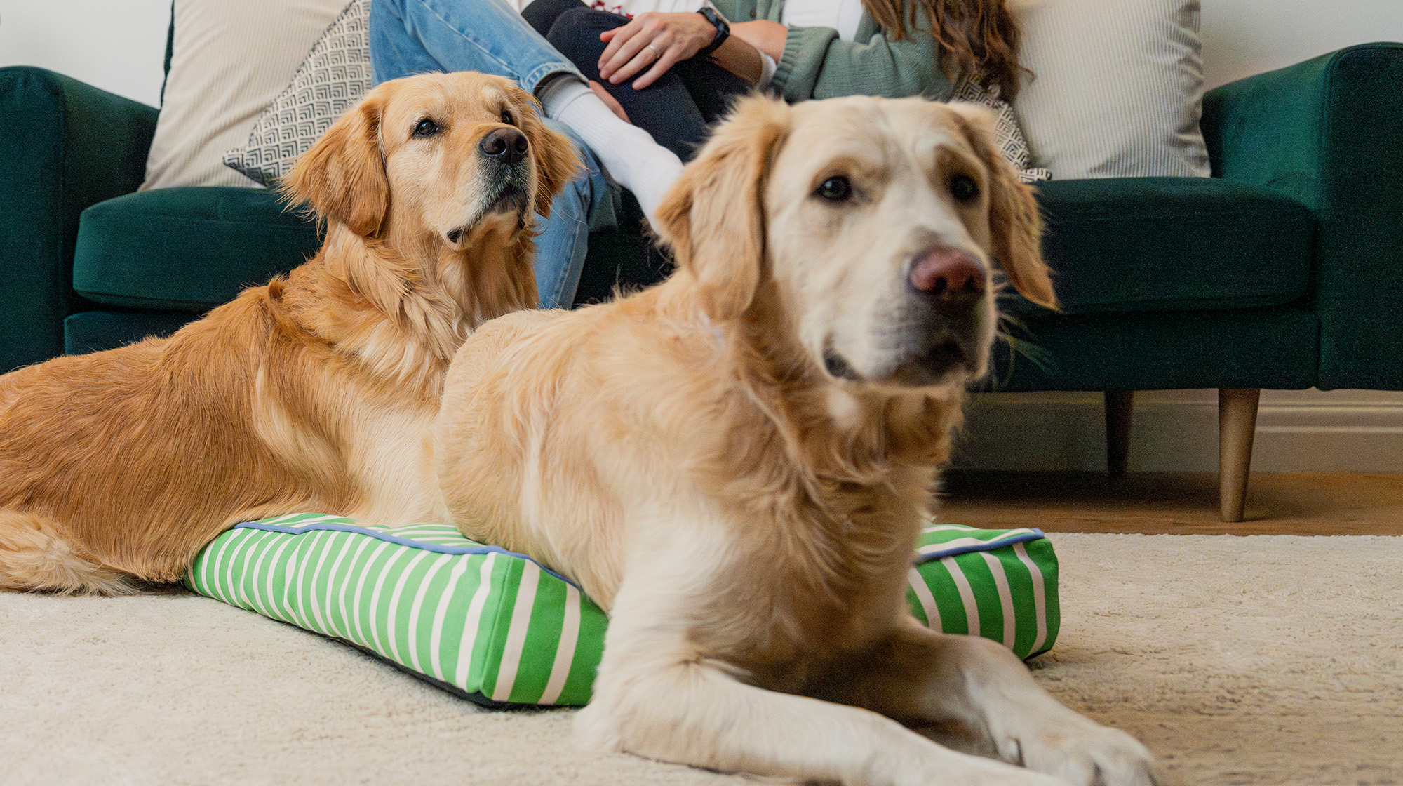 BLOG GUT HEALTH DOGS LAYING BED