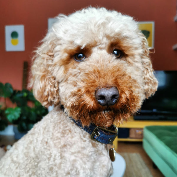 Picture of a Bedlington Terrier dog
