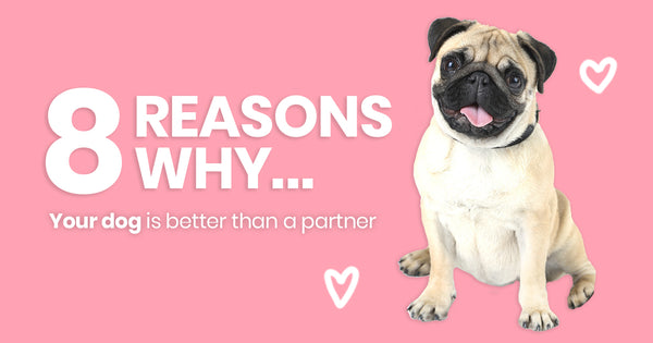 8 Reasons why your dog is better than a partner-Image 1